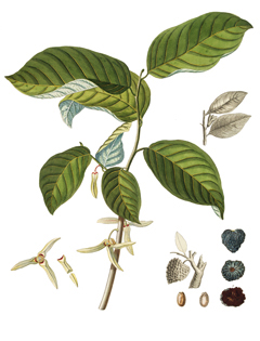 Annona cherimola Cherimoya, Custard Apple Annona cherimola Cherimoya, Custard Apple